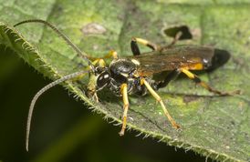 Snyltehveps diphyus amatorius